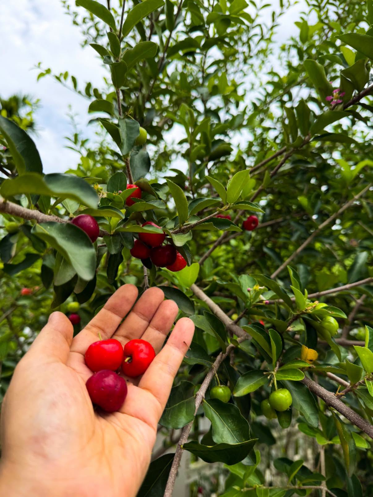 Khu vườn trong căn nhà ngoại thành Hà Nội của