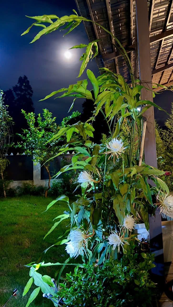 Hoa quỳnh nở vào đêm trăng tuyệt đẹp