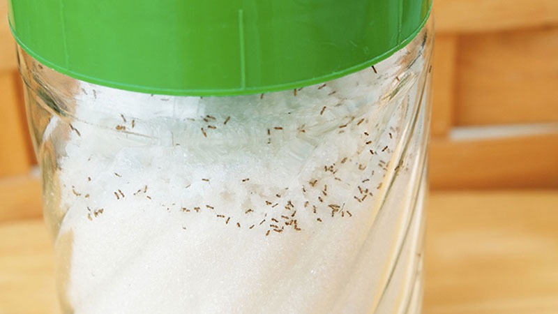 Thấy kiến trong hũ đường nên làm gì đầu tiên?
