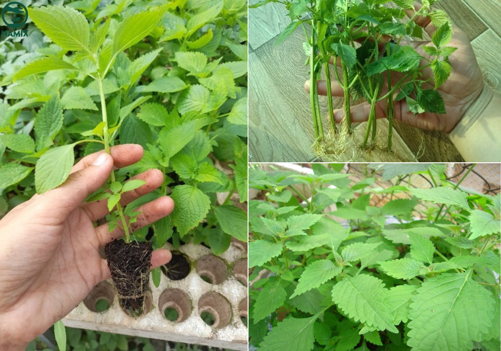 Lời khuyên đến tất cả các gia đình đang trồng rau kinh giới