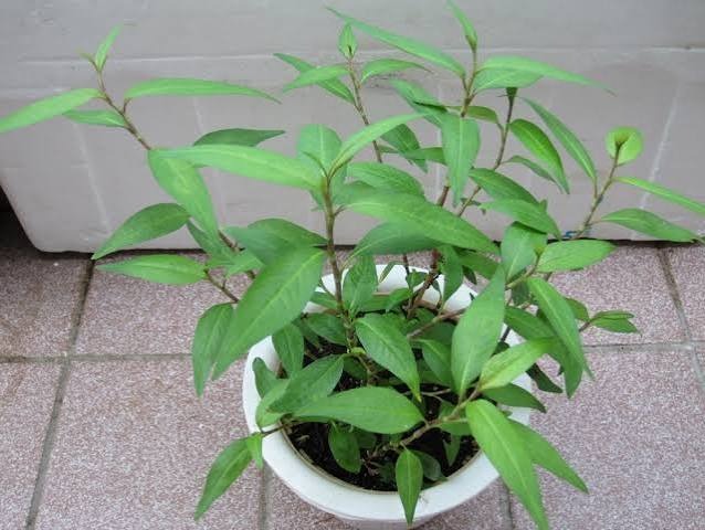 Lời khuyên đến các gia đình đang trồng rau răm