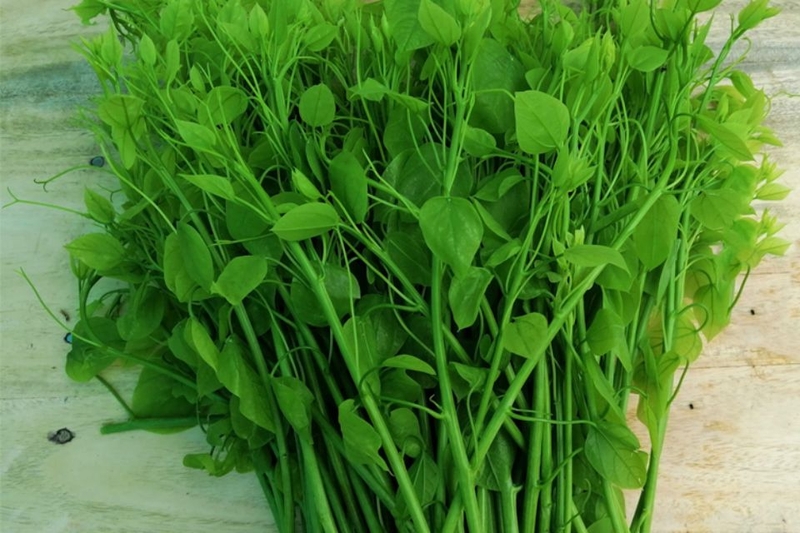 Lợi ích của cây bò khai