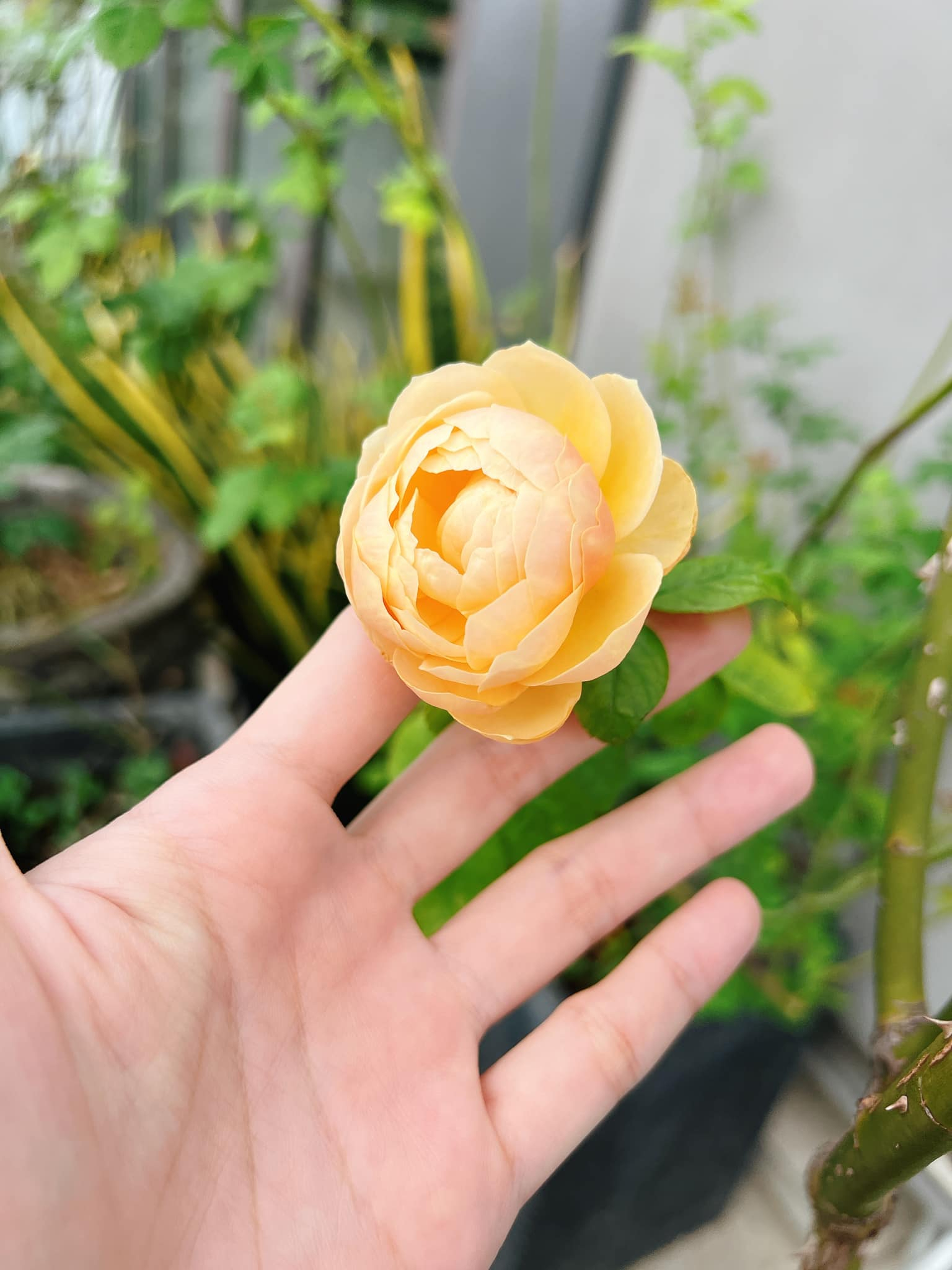 Mỹ nhân Việt 33 tuổi làm mẹ đơn thân, sống cùng con trai trong ngôi nhà phố 100m²