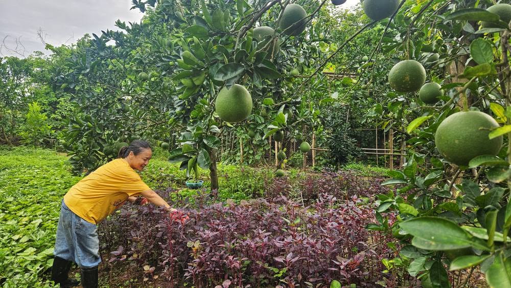 Mẹ nuôi của Phương Oanh nghỉ hưu sớm, làm nông dân ở khu vườn rộng 4.000m² ven sông Hồng