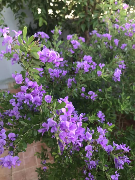 Gallery - Nam nghệ sĩ cưới trước yêu sau với vợ kín tiếng, sống trong nhà phố 3 tầng, chỉ đam mê trồng rau  - image 5