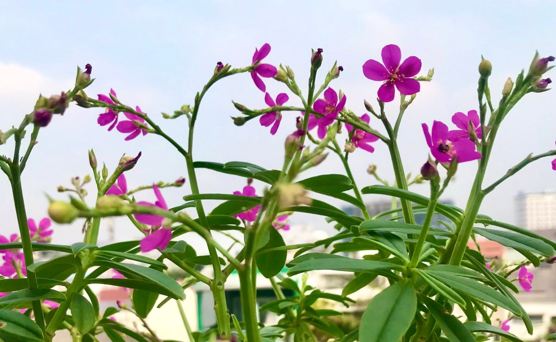 Gallery - Nam nghệ sĩ cưới trước yêu sau với vợ kín tiếng, sống trong nhà phố 3 tầng, chỉ đam mê trồng rau  - image 7
