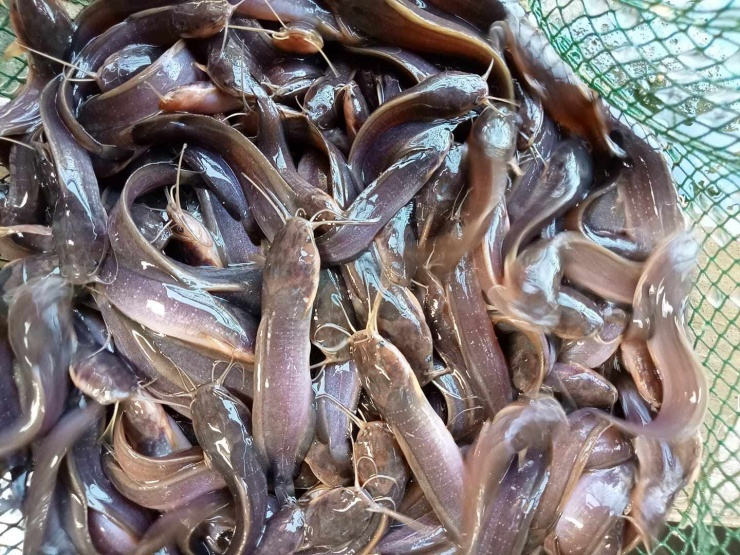 Loại cá bị chê bẩn nhưng cao thủ ẩm thực không bỏ qua: Kho chuối xanh thì nồi cơm đầy cũng cạn, dinh dưỡng được ví như “kho báu”