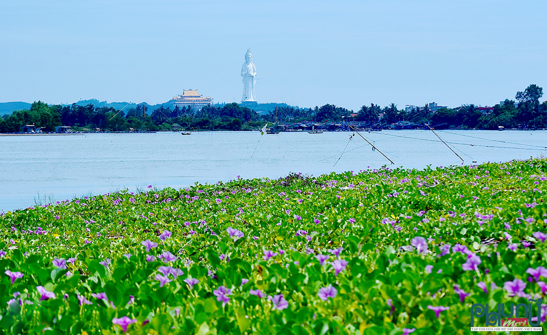 Mùa rau muống biển bên Cửa Lở.