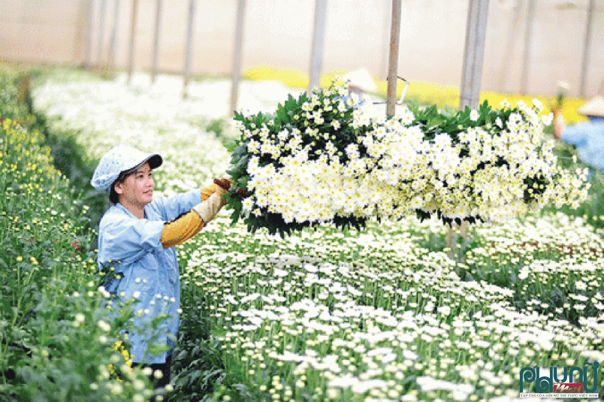 Phụ nữ Lâm Đồng áp dụng khoa học kỹ thuật phát triển nông nghiệp công nghệ cao.