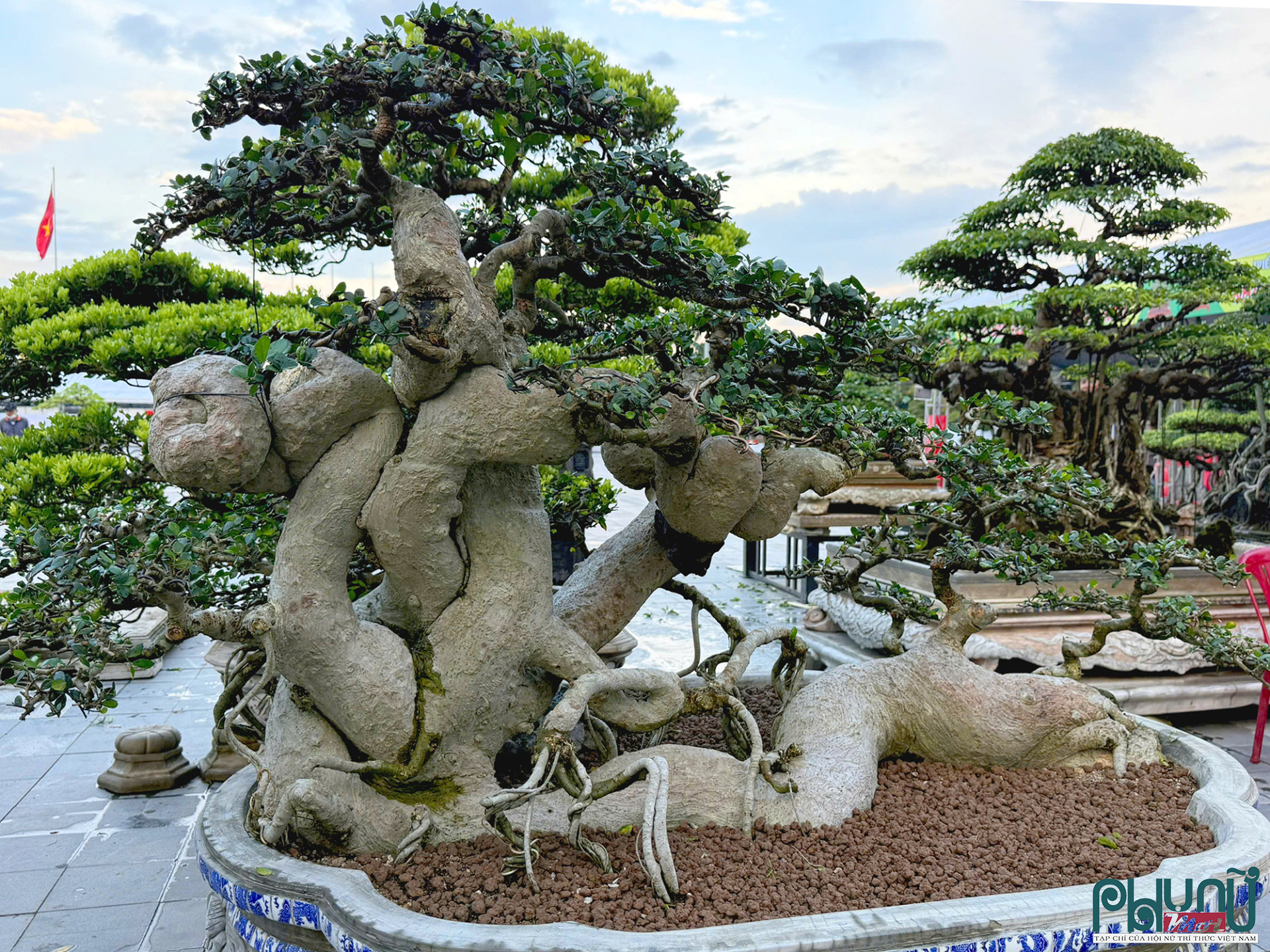 Cây cảnh bạc tỷ hội tụ giữa lòng Quảng Ngãi