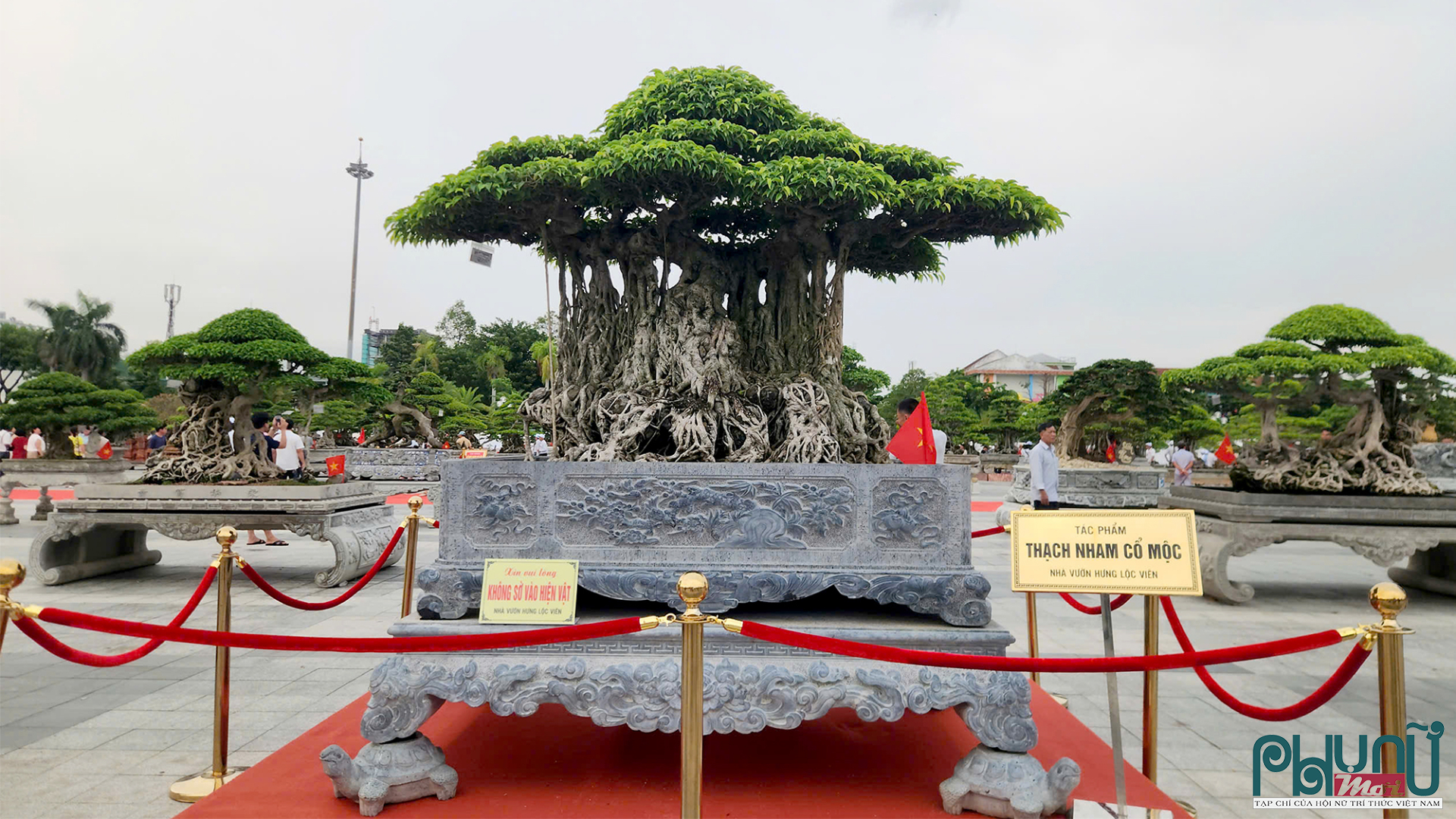 Cây Sanh cổ thụ mang tên Thạch Nham Cổ Mộc được định giá 6,3 tỷ đồng.