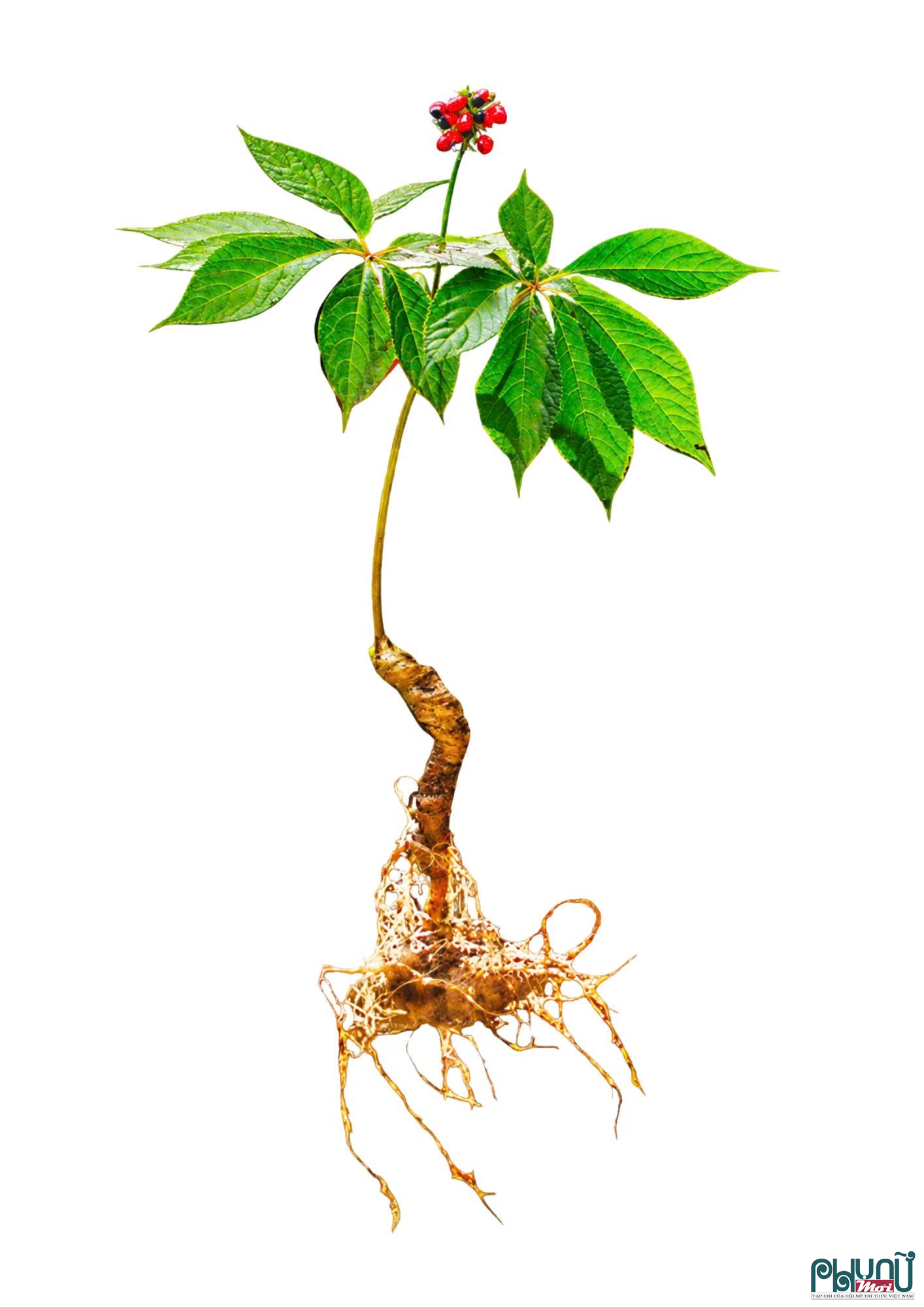 Cây sâm Ngọc Linh, loài dược liệu quý của xã Măng Ri. 