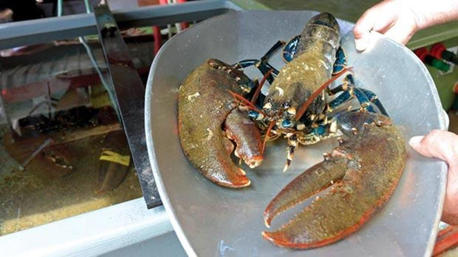 Theo luật mới ở Anh, tôm hùm sẽ phải được làm cho bất tỉnh trước khi bị giết chết. Ảnh: Reuters