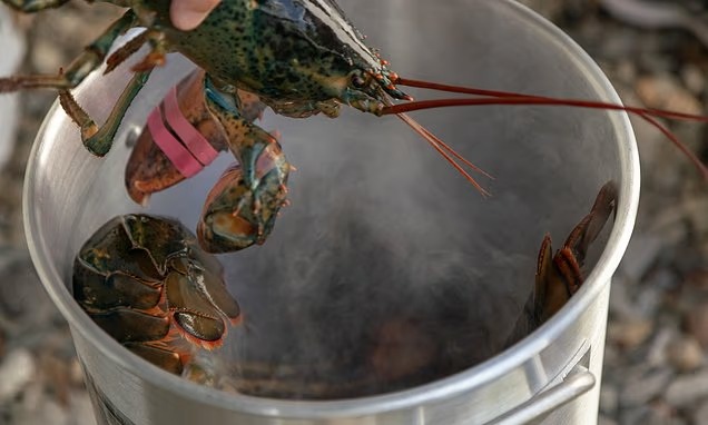 Nước Anh sẽ cấm luộc tôm hùm khi chúng còn sống. Ảnh: Dailymail