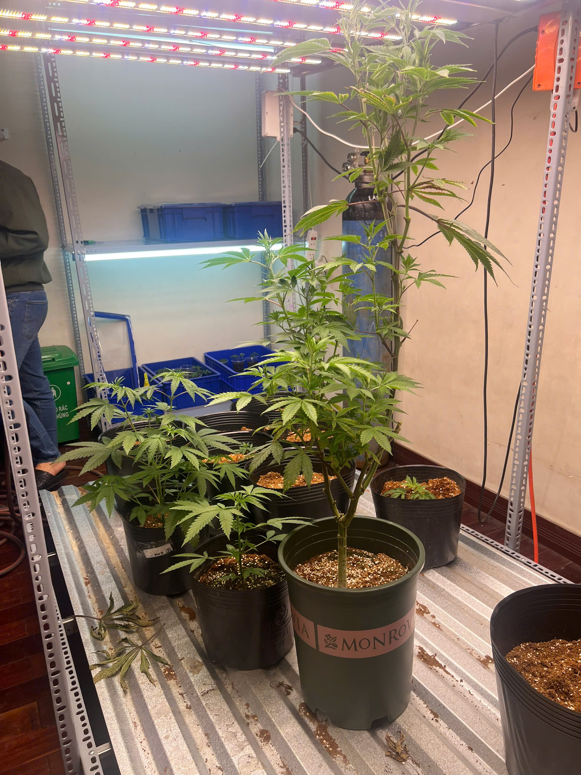 Đột kích ngôi nhà số 745, bắt Đỗ Hữu Duy sinh năm 2003 trong chuyên án lớn nhất