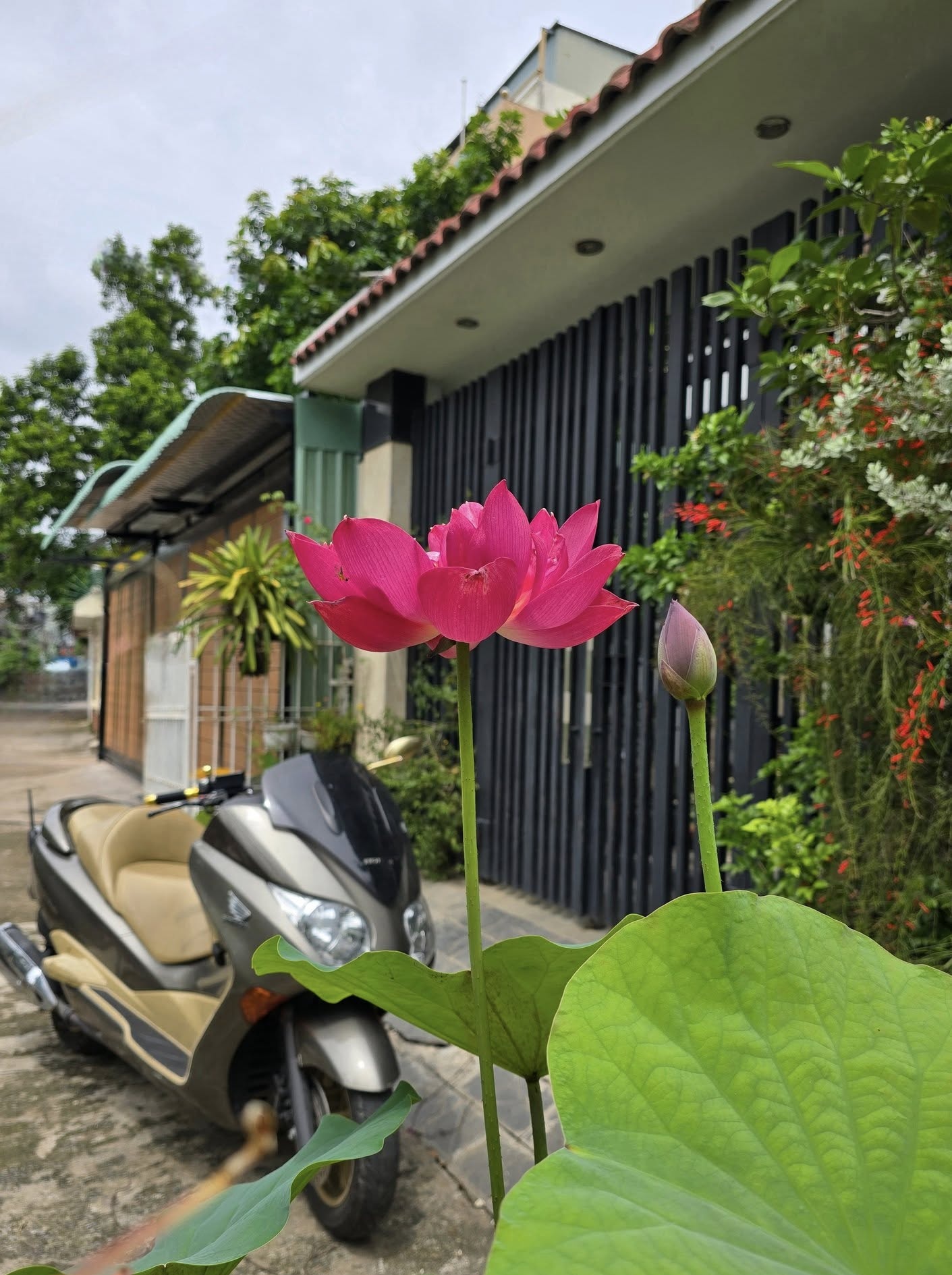 Hình ảnh căn nhà phố của NSND Tạ Minh Tâm ở TP.HCM