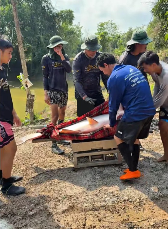 Dưới lớp nước tưởng chừng yên ả, một 