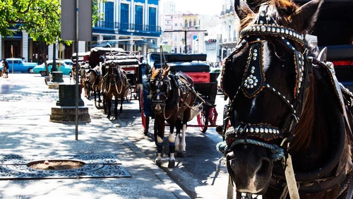 Khi nhiên liệu ngày càng khan hiếm, người dân Cuba buộc phải tìm đến những phương tiện không phụ thuộc vào xăng dầu như xe ngựa, xe kéo. (Ảnh: Medium)