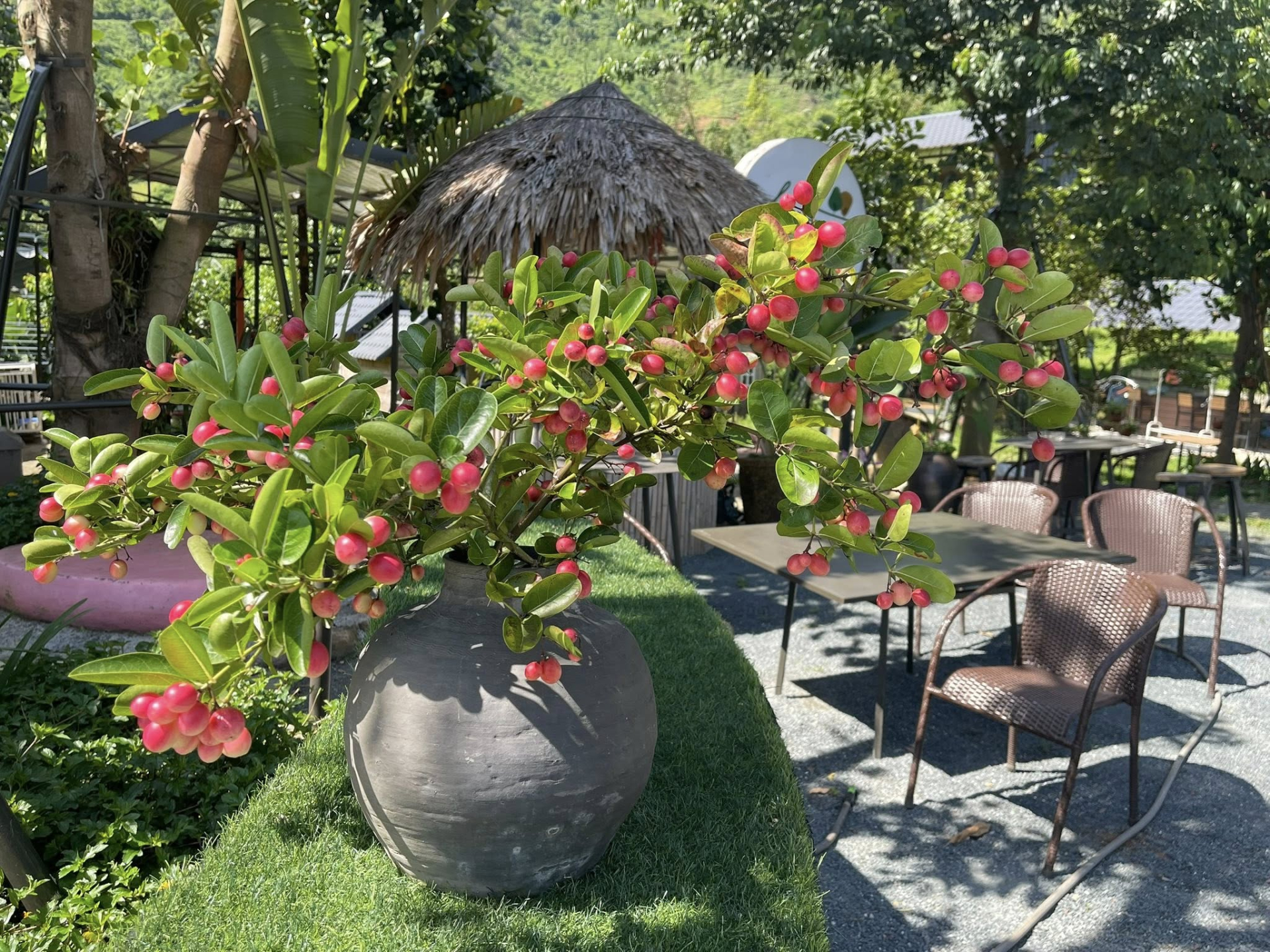 Ông hoàng nhạc đỏ để lại nhà cho vợ con sau ly hôn, ở 1 mình trên đồi 12.000m2: 