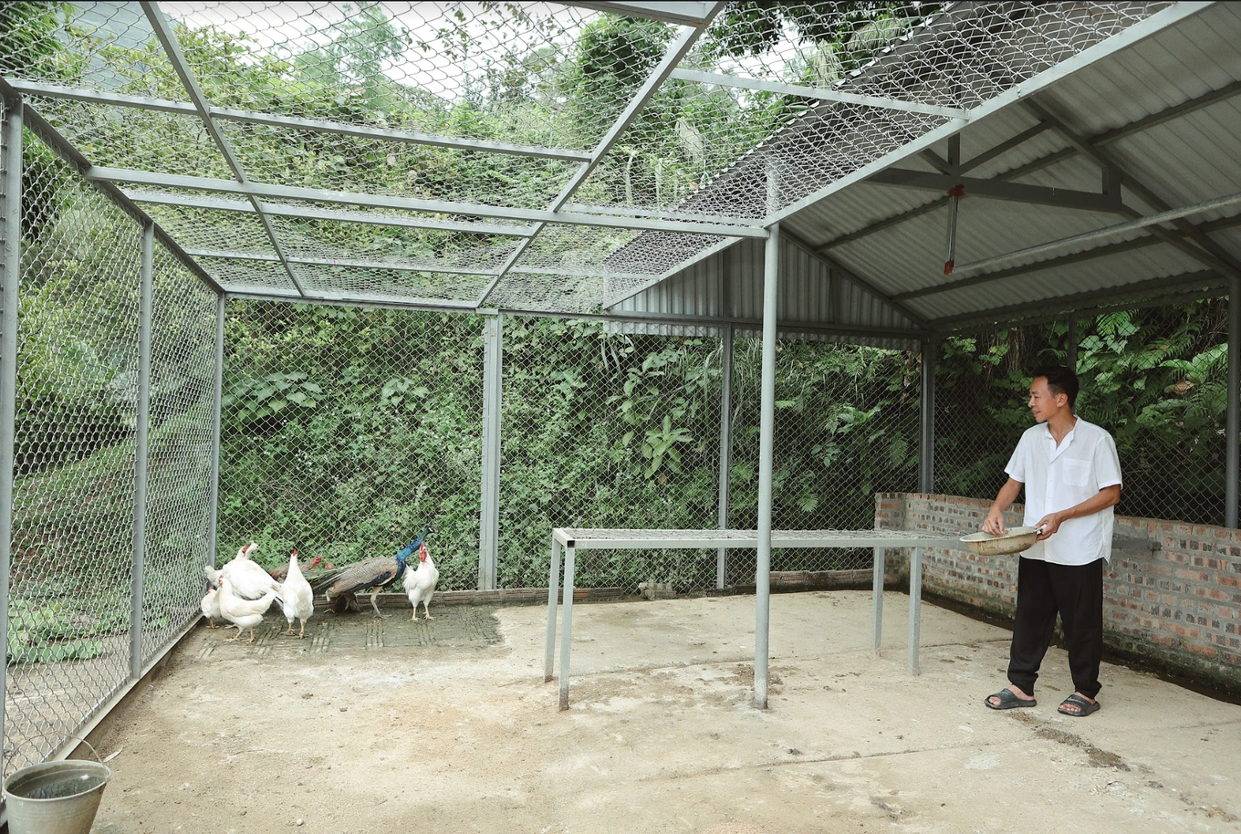 Nam nghệ sĩ thích vui thú điền viên, trồng cây, nuôi gà