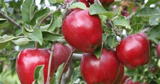 Mỗi ngày ăn một quả táo có thể ngăn ngừa viêm phổi. 