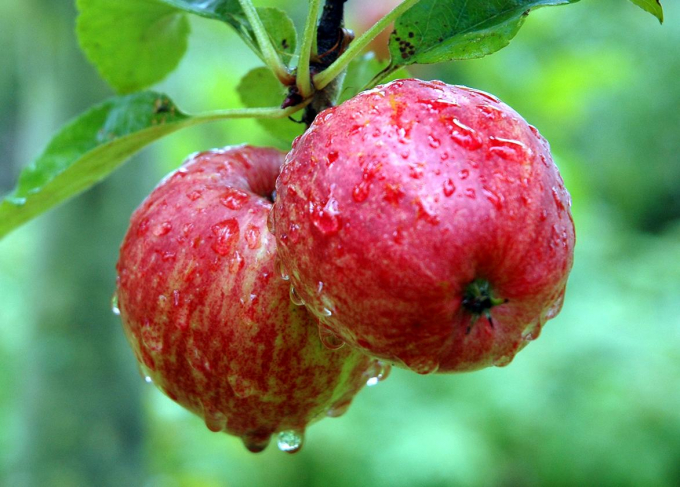 Ăn táo hằng ngày giúp cơ thể loại bỏ độc tố, làm giảm mùi hăng của mồ hôi.
