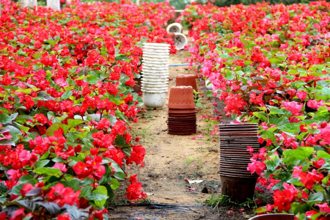 Một góc vườn hoa thu hải đường đang nở rộ tại vườn hoa treo Vinh Tâm, làng hoa Vân Dương.