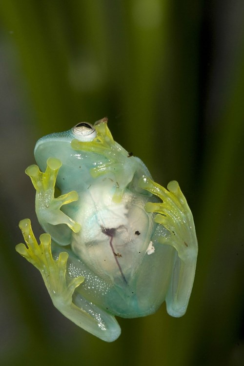 Ếch thủy tinh (glass frog) thuộc họ lưỡng cư Centrolenidae, thường dài từ 3 đến 7,5 cm và chủ yếu hoạt động vào ban đêm. Chúng sở hữu lớp da dưới bụng khá trong nên có thể nhìn thấy tim, gan, đường tiêu hóa của chúng.