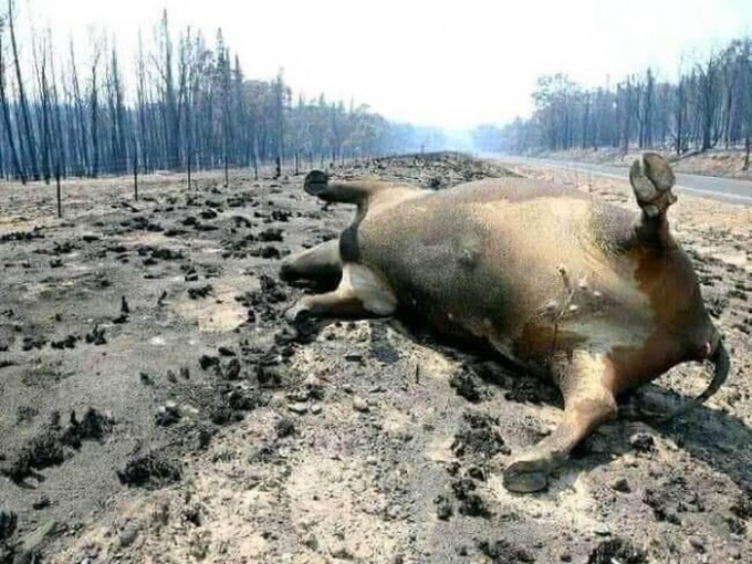 Lợn rừng bị chết cháy do không kịp chạy.