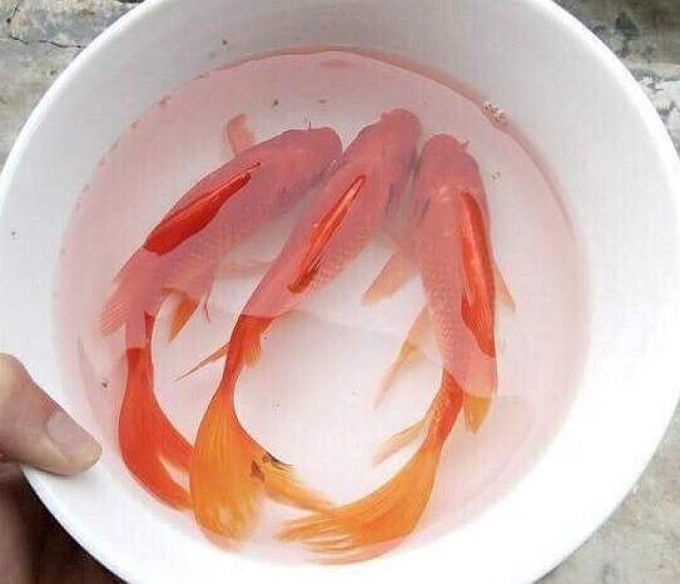 Ở miền Bắc Việt Nam, người ta còn cúng một con cá chép còn sống thả trong chậu nước, ngụ ý “cá hóa long” đưa ông Táo về trời.