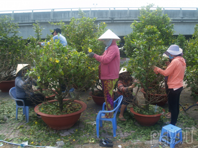 Hàng chục nhân công được thuê ngắt lá, chăm sóc ngày đêm tại vườn mai Tài Lũi, quận Thủ Đức, TP.HCM.