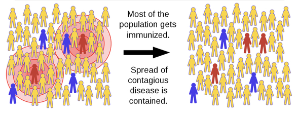 Sơ đồ giải thích hiệu quả của miễn dịch cộng đồng. Những người đã miễn dịch và khỏe mạnh (màu vàng) chiếm đa số trong cộng đồng sẽ giúp 