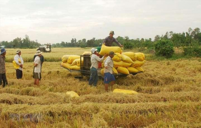 Theo ông Vũ Duy Hải - tổng giám đốc Công ty Vinacam, trong bối cảnh hiện tại thì phải khuyến khích xuất khẩu để tăng giá mua lúa cho nông dân - Ảnh minh họa.
