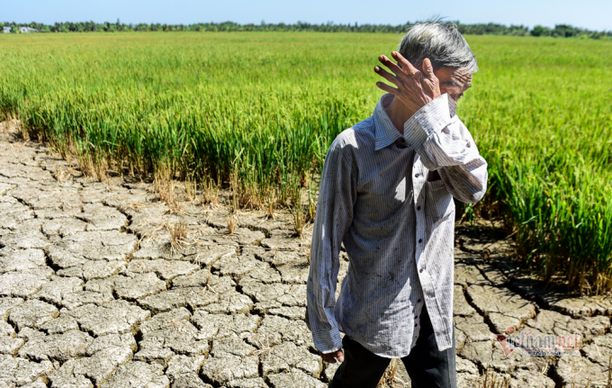Nông dân đang thu hoạch trong cảnh mất mùa, cấm xuất khẩu thì người bị thiệt hại trước mắt là nông dân - Ảnh: Vietnamnet.vn