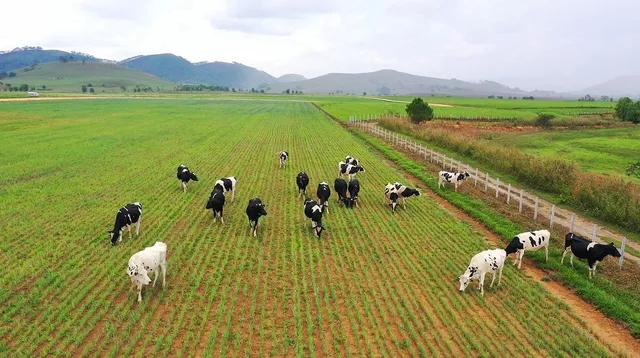 Tổ hợp trang trại bò sữa Organic của Vinamilk với quy mô 24.000 con tọa lạc trên cao nguyên Xiêng Khoảng (Lào).