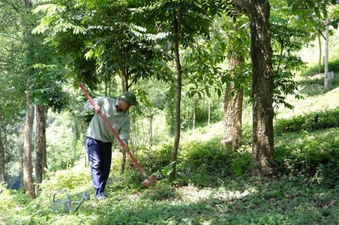 Tại khu di tích lịch sử Pác Bó, Cao Bằng, cây xanh do chương trình Quỹ 1 triệu cây xanh cho Việt Nam trồng tặng luôn được chăm sóc cẩn thận, chu đáo.