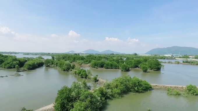 Mảng xanh đang dần hình thành từ những hàng đước non do Quỹ 1 triệu cây xanh cho Việt Nam và Vinamilk trồng tại ven sông Chà Và, tỉnh Bà Rịa Vũng Tàu.