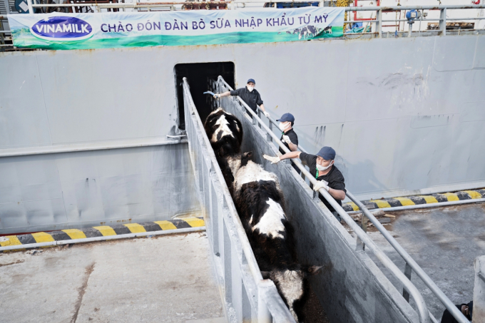 Đàn bò sữa có tình trạng sức khỏe ổn định sau chuyến hành trình dài từ Mỹ về Việt Nam.