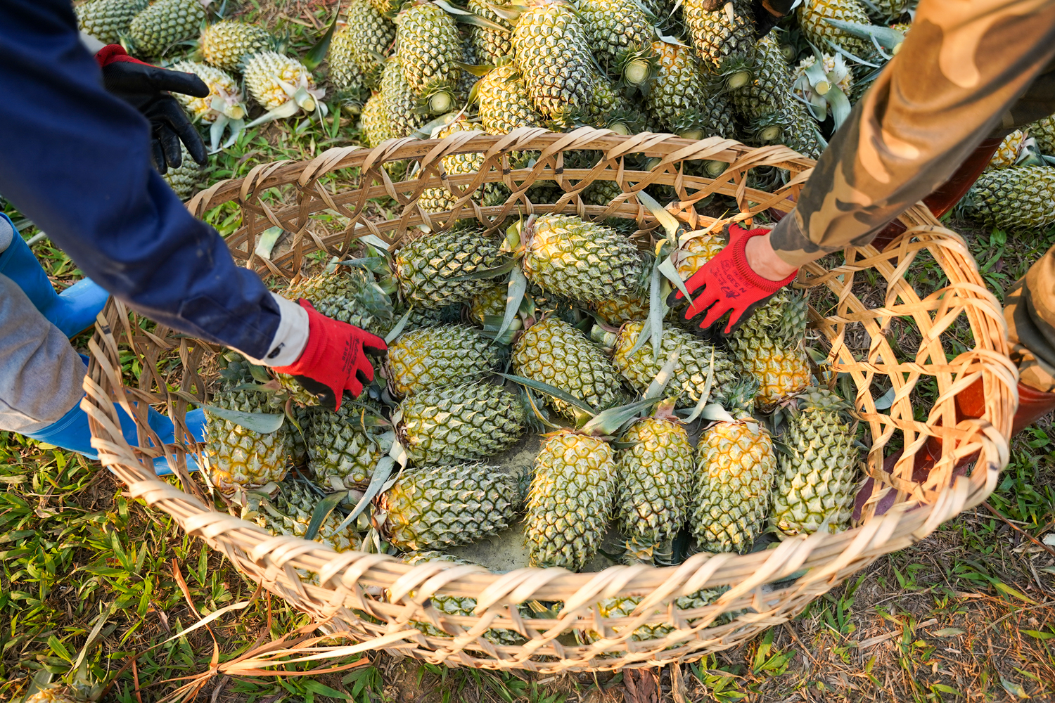   Để đưa được vị ngọt lịm đến tay khách hàng, người dân Bạch Đằng phải tỉ mỉ  trong từng khâu thu hoạch và vận chuyển dứa xuống chân đồi.  