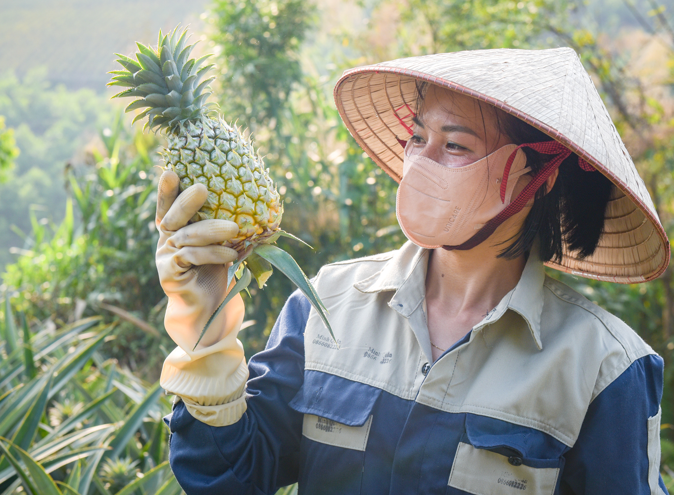 Niềm vui của người trồng dứa khi thu hoạch được những trái dứa mọng nước, vàng rực.