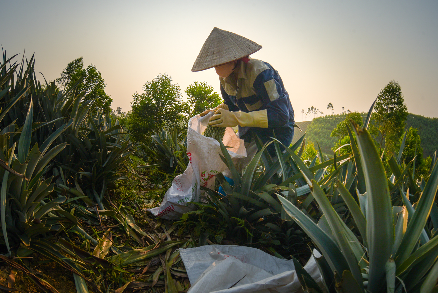 Bà con nông dân len lỏi giữa những hàng lá sắc nhọn để thu hoạch dứa chín.