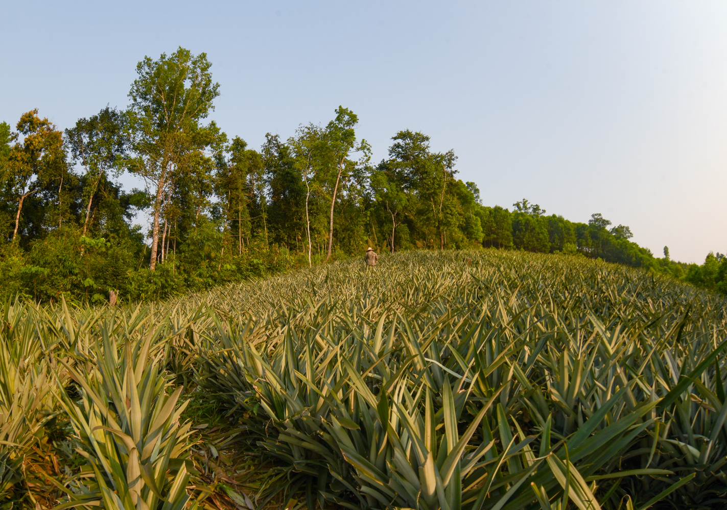 Hàng dứa mật xanh ngắt trải dài trên triền đồi.