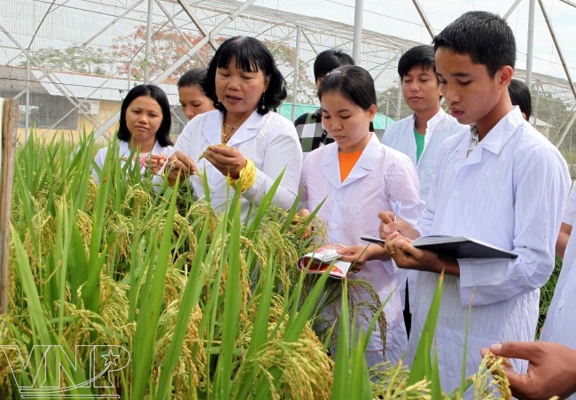 GS.TS Nguyễn Thị Lang theo đuổi các nghiên cứu giống cây thích ứng với điều kiện sản xuất và luôn đặt mục tiêu nâng giá trị nông sản cho người nông dân.