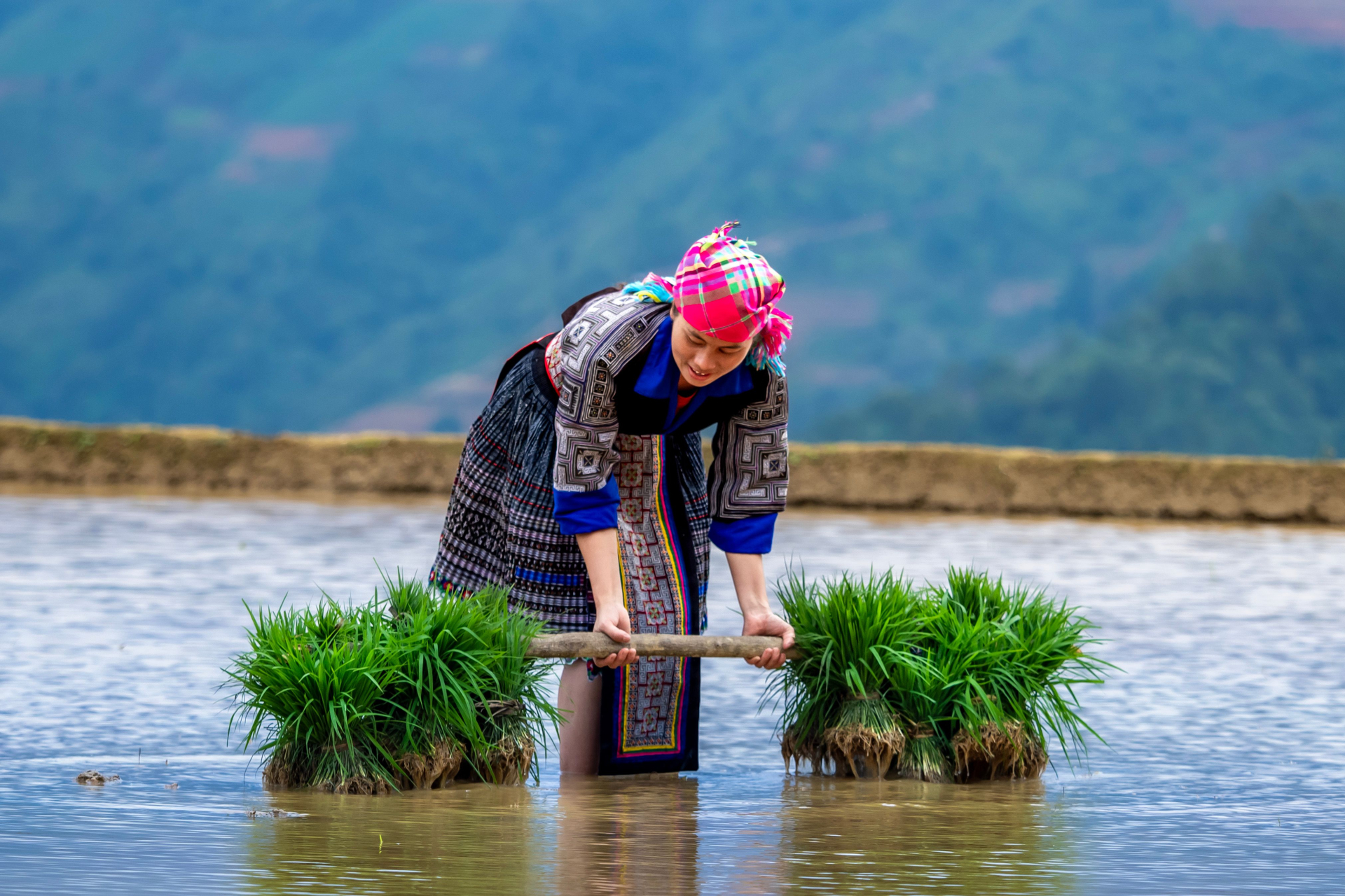 Phụ nữ được xác định là một trong những nhóm ưu tiên đào tạo, tập huấn, bồi dưỡng trong chính sách khuyến nông mới. Ảnh minh họa tại Việt Nam: GIANG VU/Pexels.
