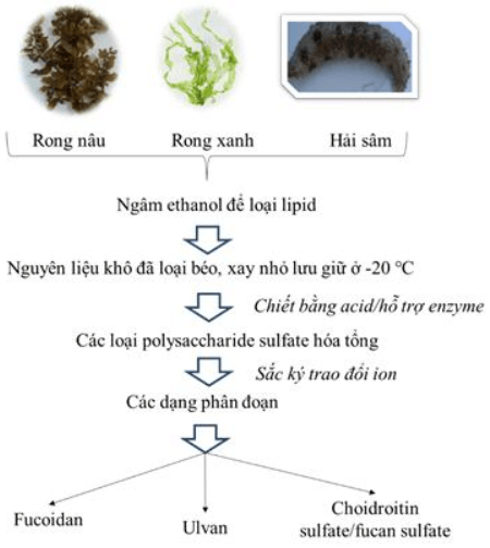 Quy trình sàng lọc và nghiên cứu enzyme phân giải polysaccharide sulfat hóa. Ảnh: VJST.