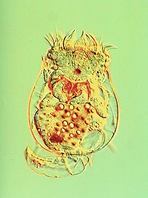 Luân trùng Brachionus calyciflorus dưới kính hiển vi. Đây là một trong những loài chỉ thị được ghi nhận phổ biến trong nghiên cứu tại Đồng Nai. Ảnh: Takehito Yoshida và Randy O. Wayne/Wikimedia Commons, CC BY 2.5.