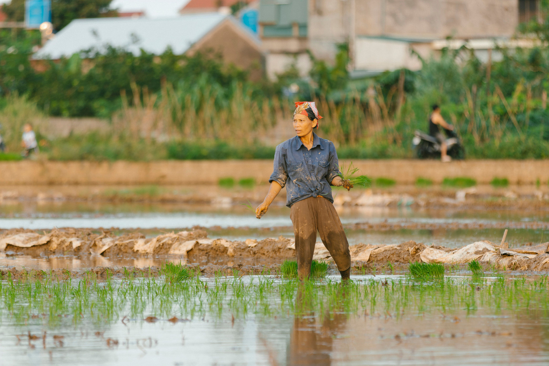 Cấy lúa trên một thửa ruộng tại Việt Nam. Ảnh minh họa cho bối cảnh cây trồng; nghiên cứu của nhóm PGS.TS Mai Thị Phương Nga hiện vẫn ở giai đoạn thí nghiệm, chưa phải thử nghiệm đồng ruộng. Ảnh: HONG SON/Pexels.
