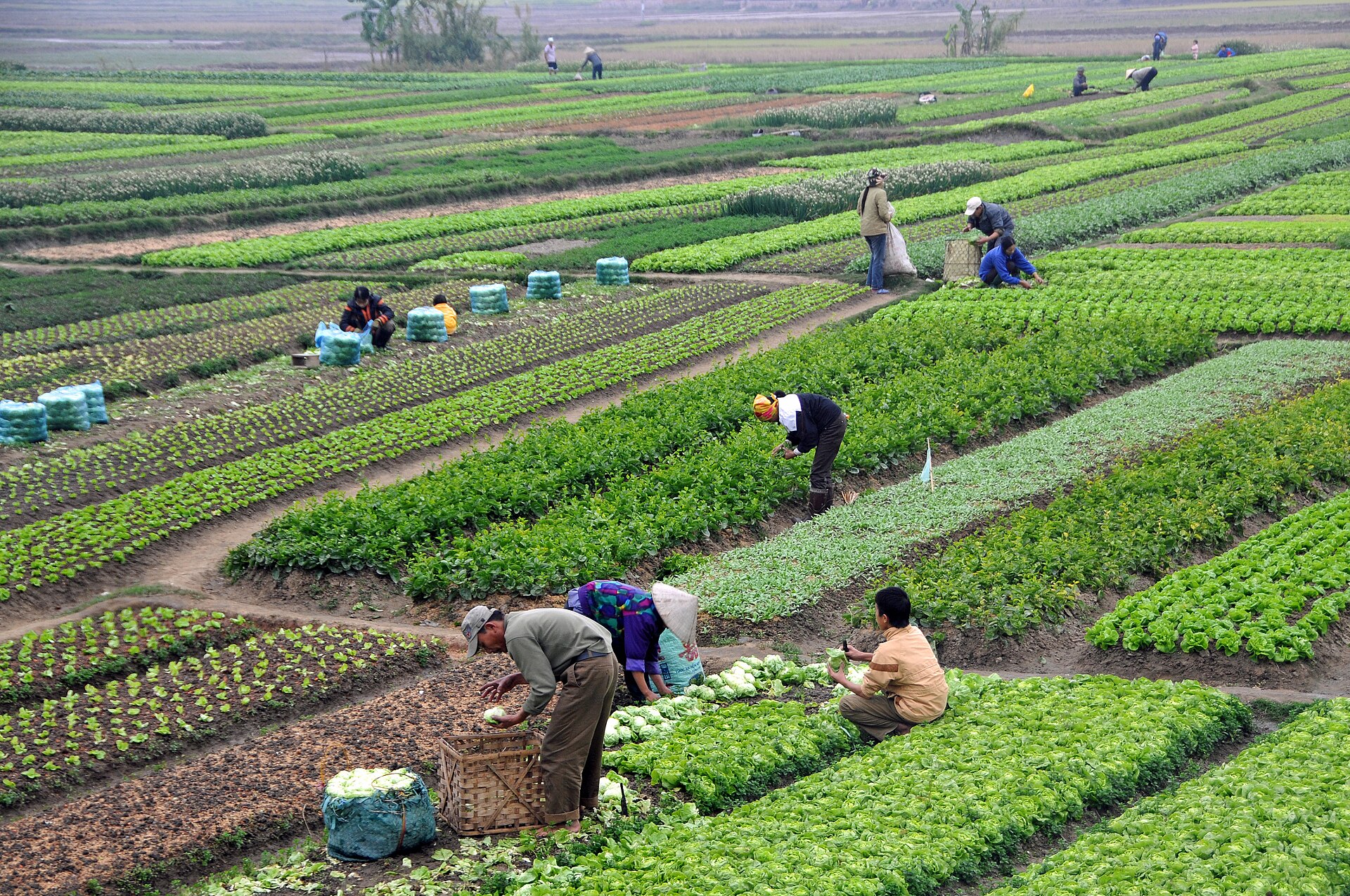 Sản xuất nông nghiệp tại Việt Nam. Việc có tên trên giấy chứng nhận không tự nó phản ánh đầy đủ ai đang trực tiếp quản lý và quyết định đối với đất. Ảnh: Dennis G. Jarvis/Wikimedia Commons, CC BY-SA 2.0.