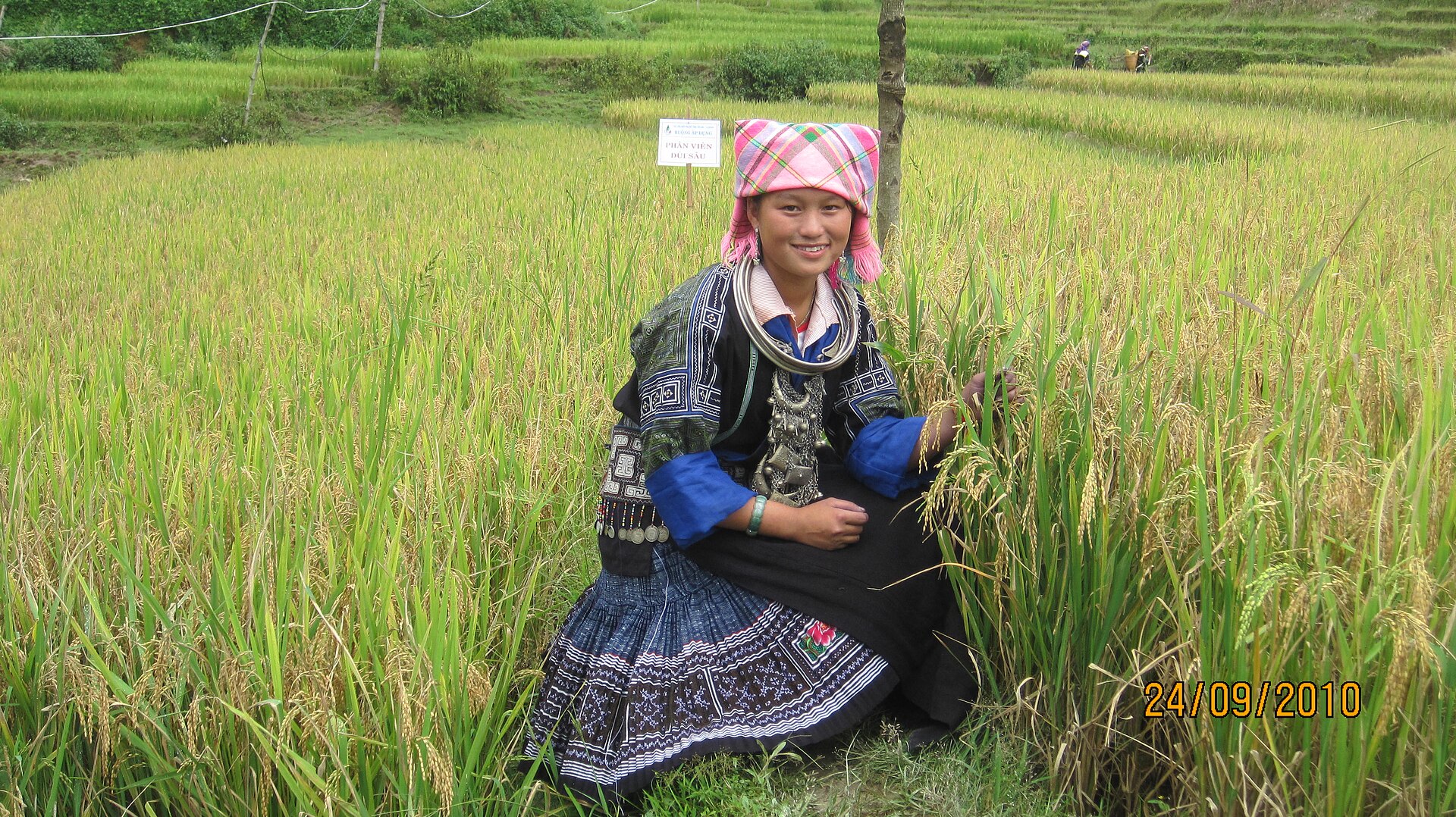 Một phụ nữ làm việc trên cánh đồng tại Việt Nam, ảnh tư liệu năm 2010. Quyền sử dụng đất là một trong những nguồn lực kinh tế quan trọng đối với phụ nữ nông thôn. Ảnh: khangachang/Wikimedia Commons, CC BY 3.0.