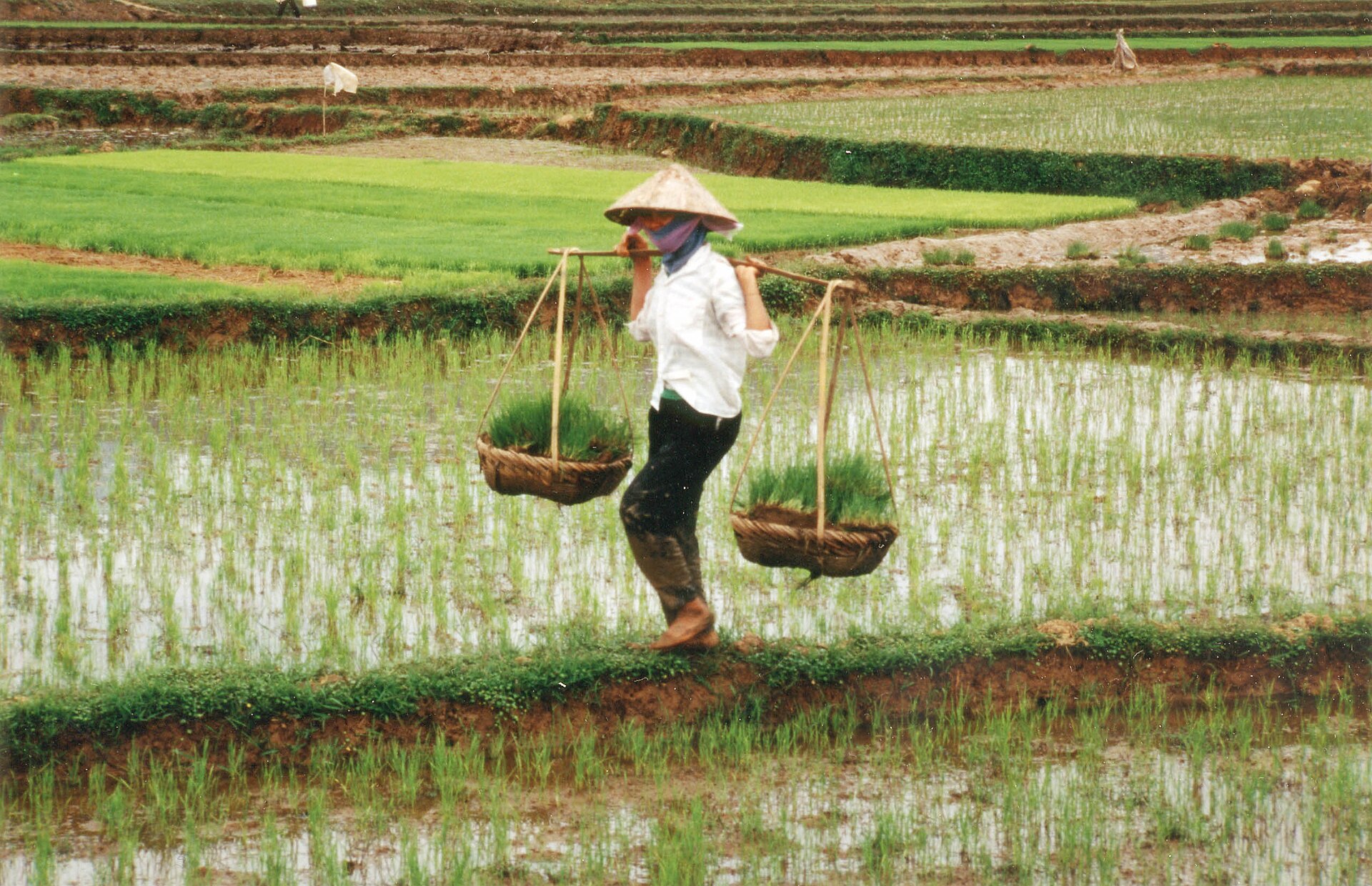 Một nữ nông dân làm việc trên ruộng lúa tại Việt Nam. Chính sách bảo hiểm nông nghiệp mới nâng đáng kể mức hỗ trợ phí cho người sản xuất. Ảnh: Philippe Berry/IFPRI - USAID.